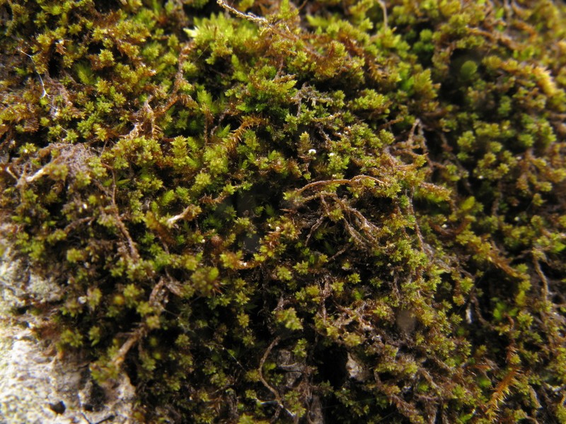 Platygyrium Moss photo 6