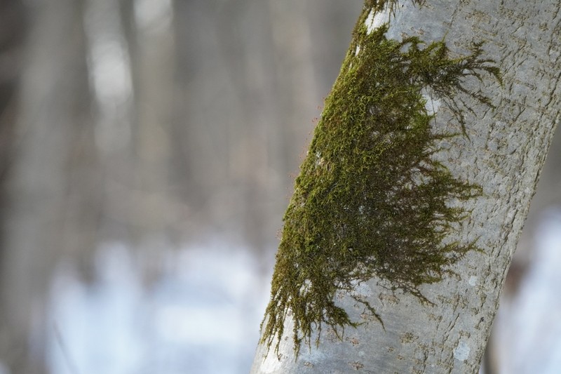 Platygyrium Moss photo 7