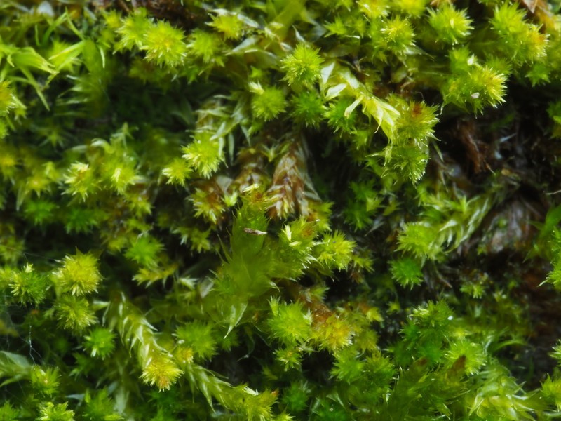 Platygyrium Moss photo 8