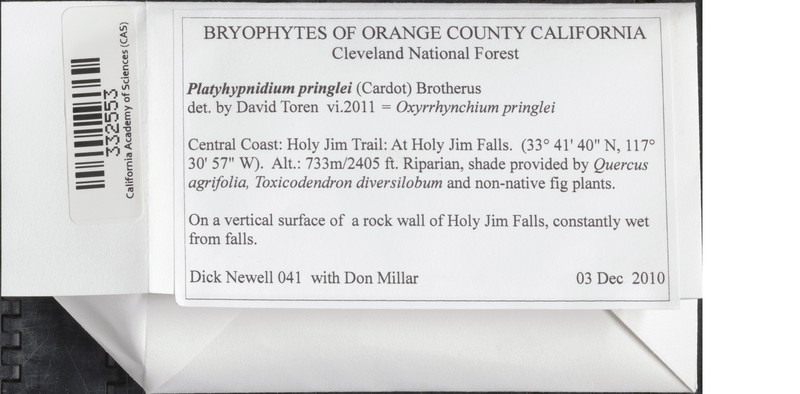 Pringe's Platyhypnidium Moss