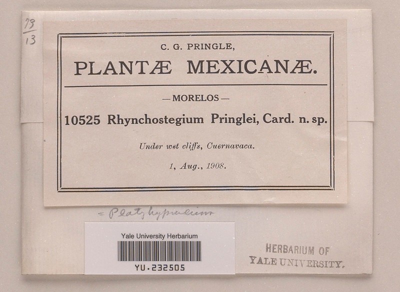 Pringe's Platyhypnidium Moss photo 3