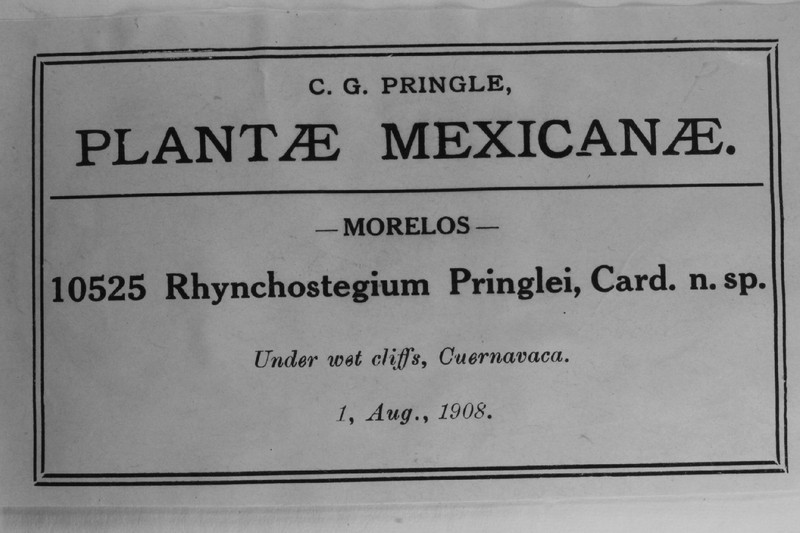 Pringe's Platyhypnidium Moss photo 4