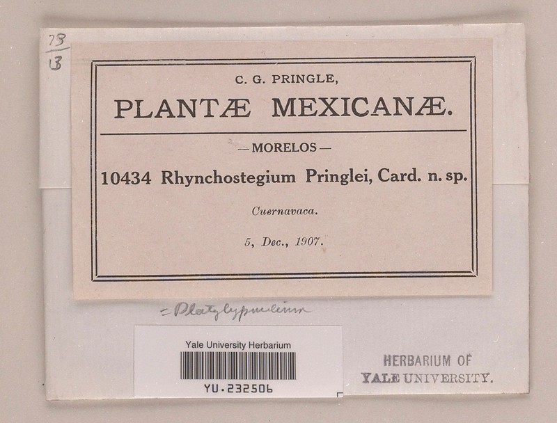 Pringe's Platyhypnidium Moss photo 5