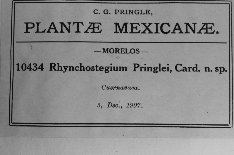 Pringe's Platyhypnidium Moss photo 7