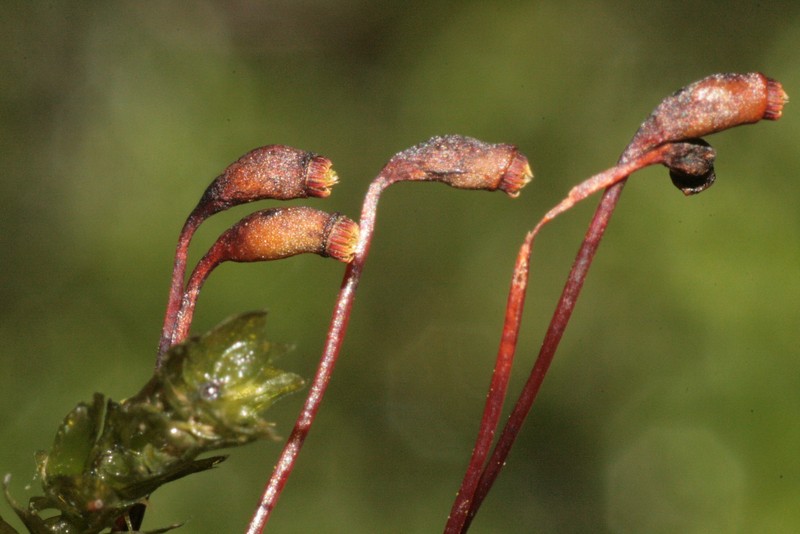 Platyhypnidium Moss photo 4