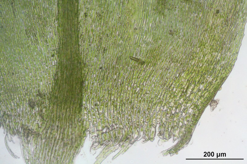 Platyhypnidium Moss photo 5