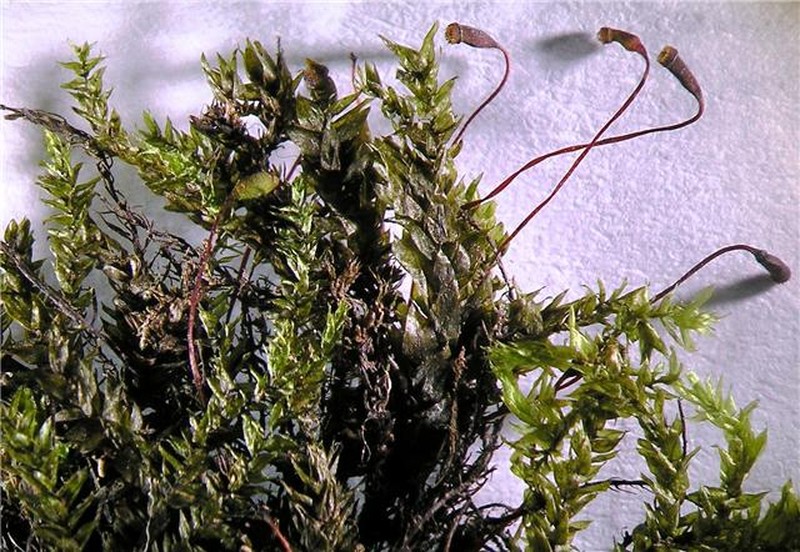 Platyhypnidium Moss