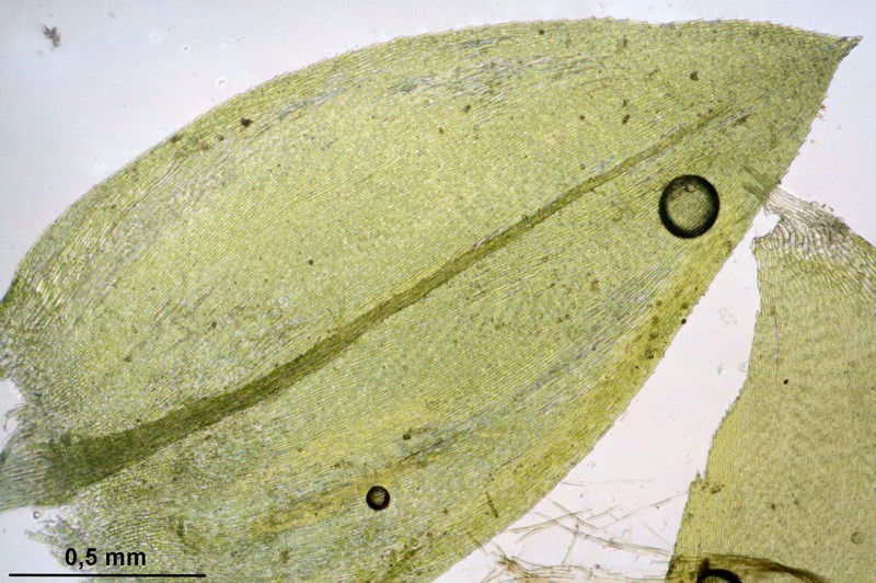 Platyhypnidium Moss photo 2