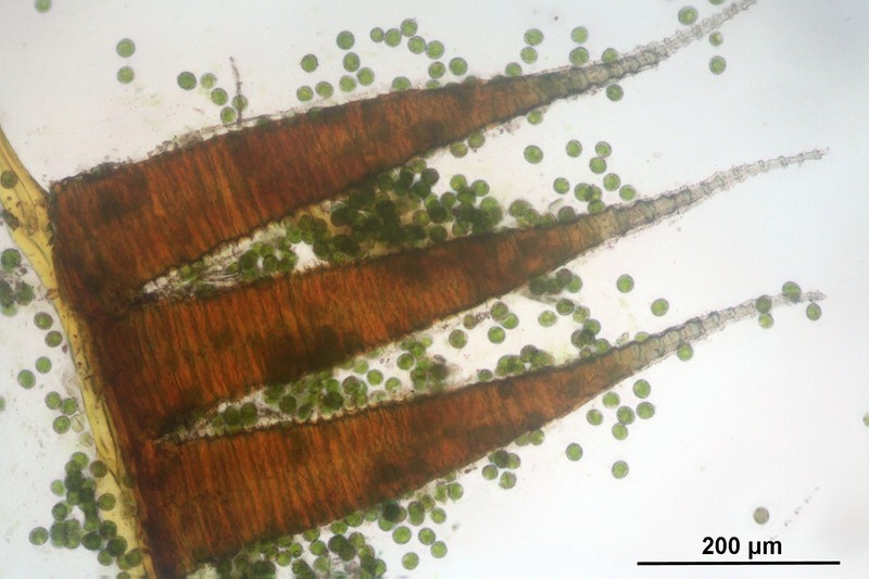 Platyhypnidium Moss photo 3