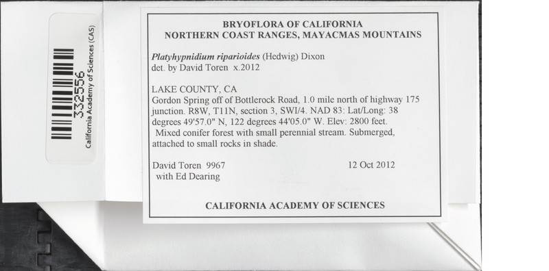 Platyhypnidium Moss photo 4