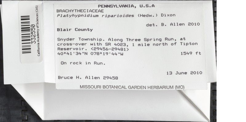 Platyhypnidium Moss photo 5