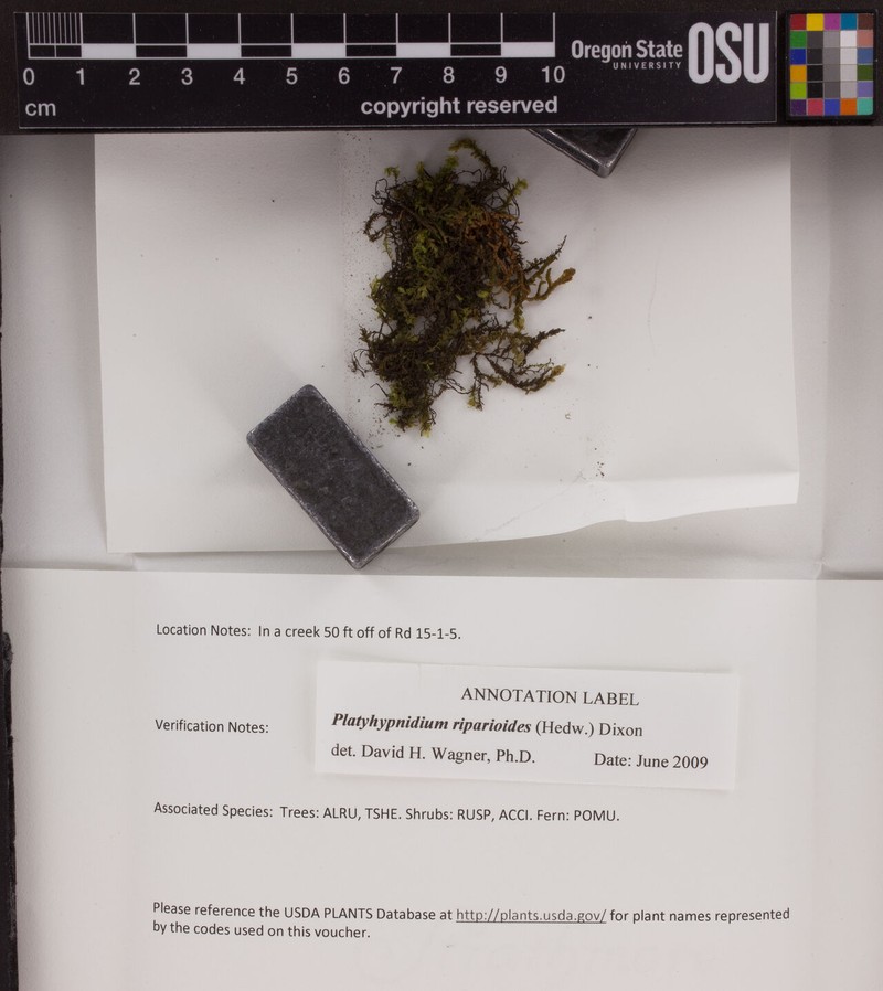 Platyhypnidium Moss photo 6