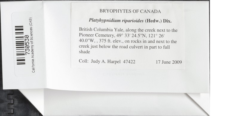 Platyhypnidium Moss photo 7