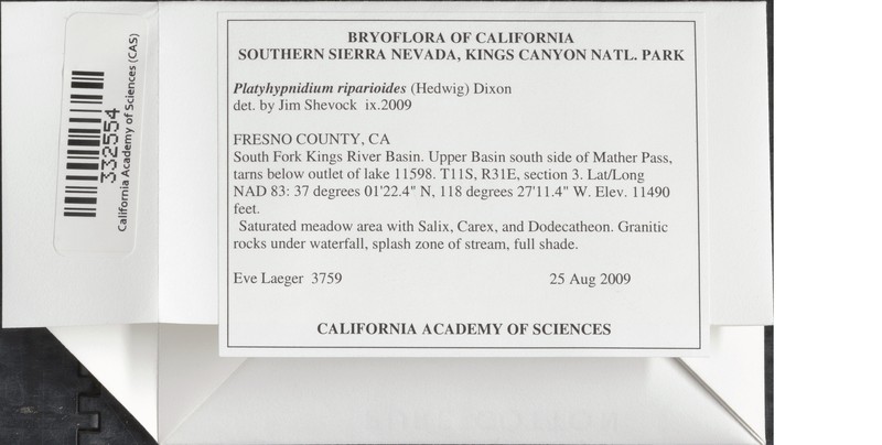 Platyhypnidium Moss photo 8
