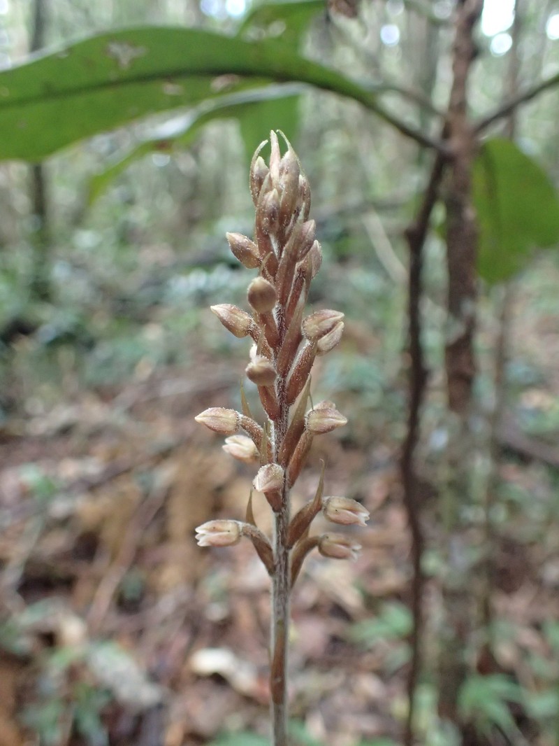 Platylepis flaccida photo 2