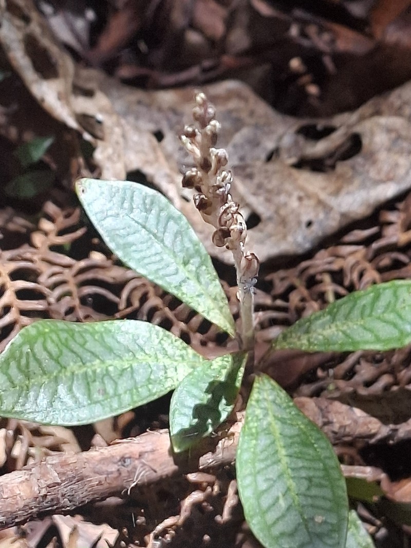 Platylepis scripta