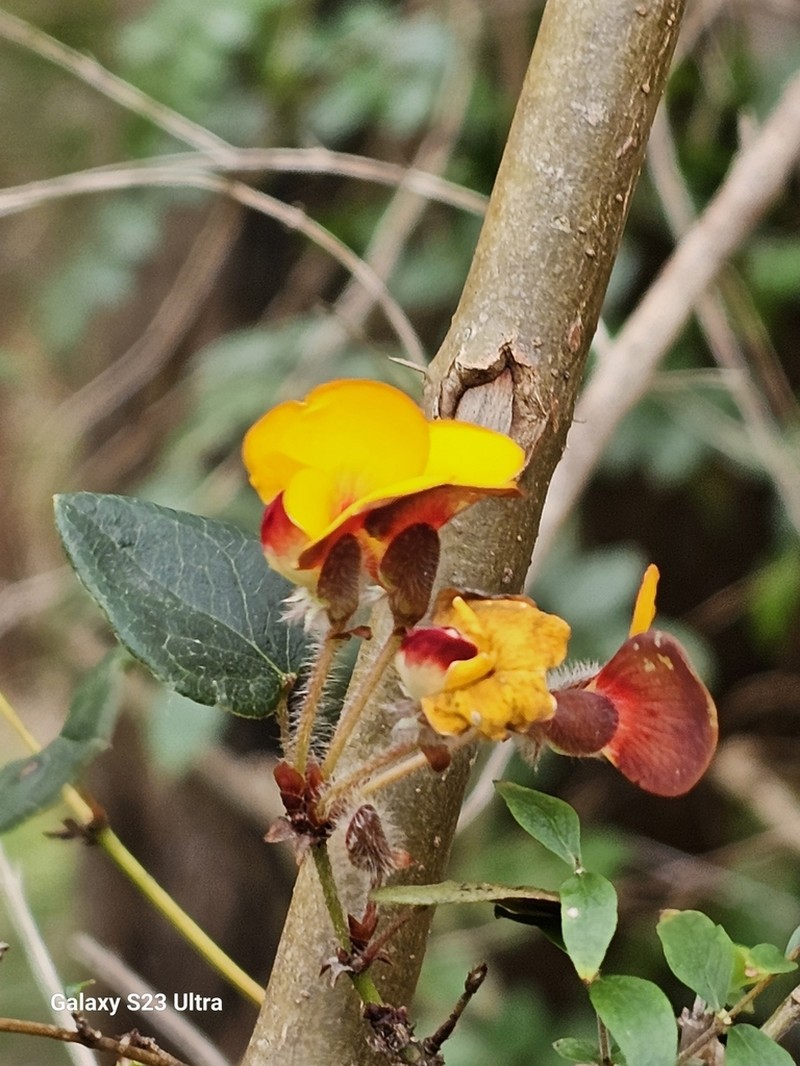 Platylobium infecundum