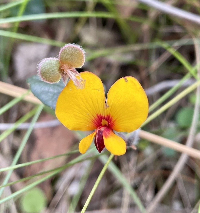 Platylobium infecundum photo 2