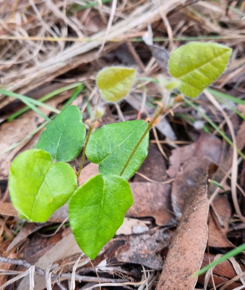 Platylobium infecundum photo 3