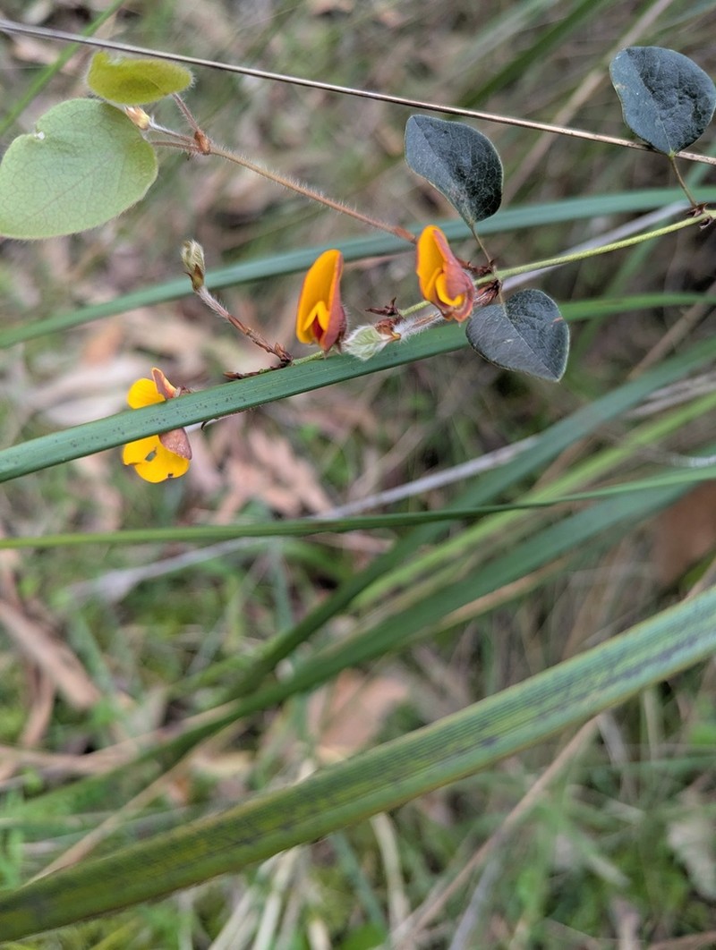 Platylobium infecundum photo 4