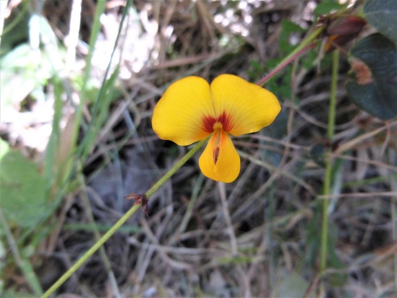 Platylobium infecundum photo 6