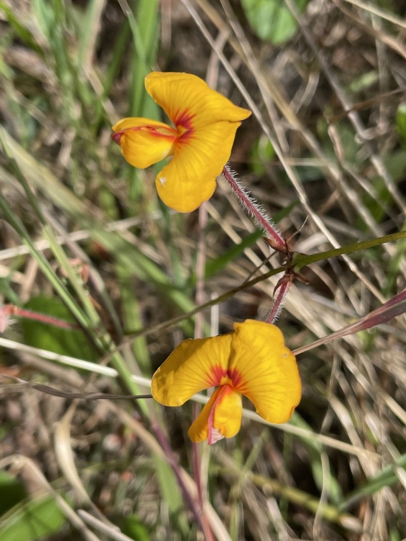Platylobium infecundum photo 7