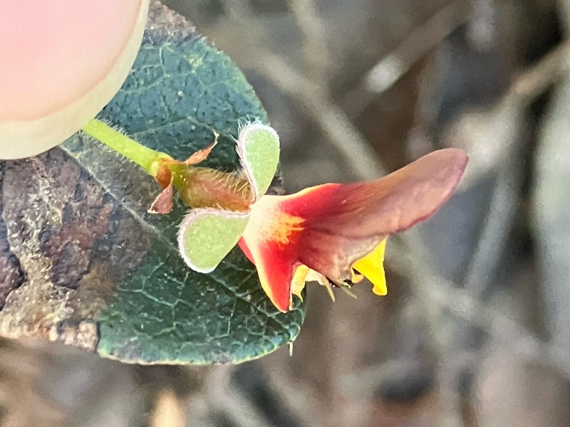 Platylobium infecundum photo 8