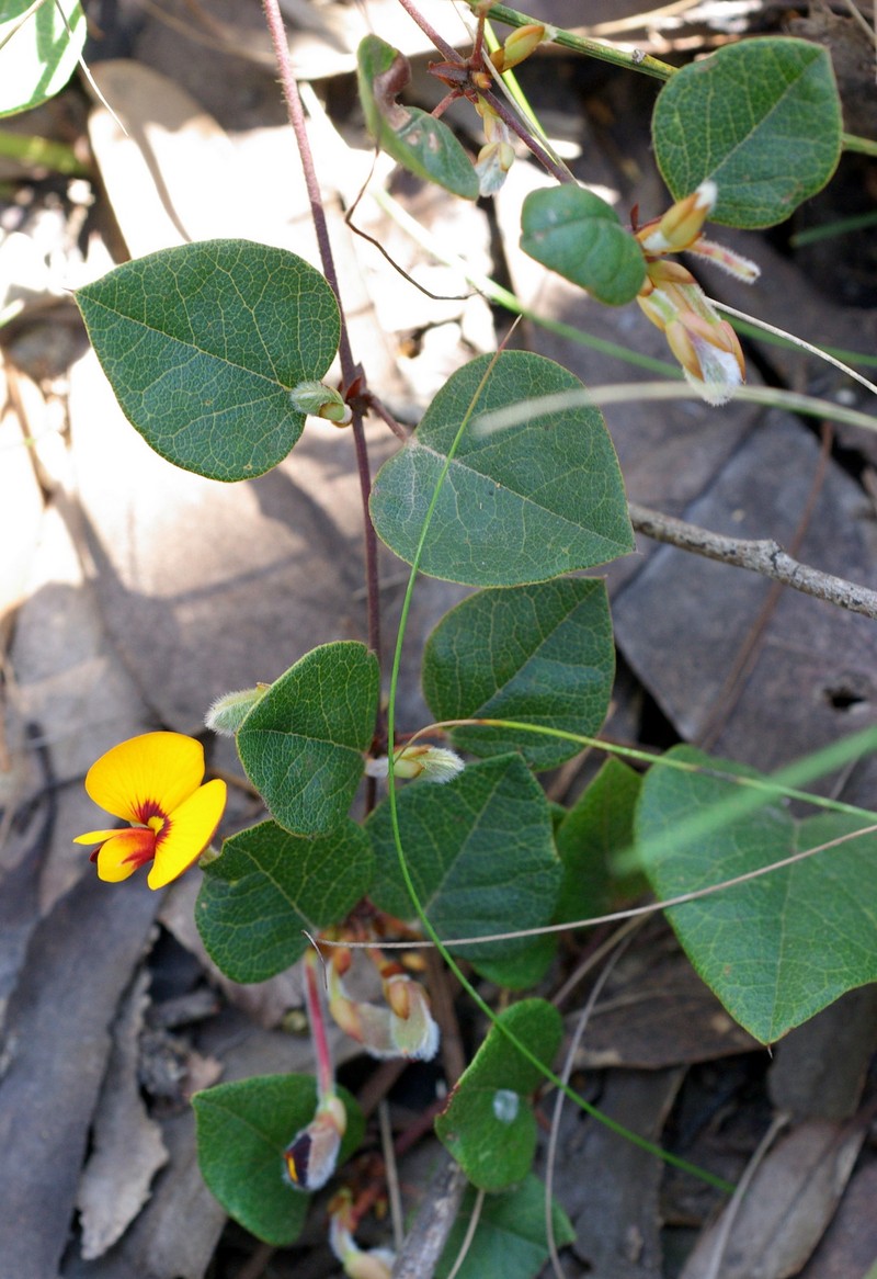 Platylobium montanum