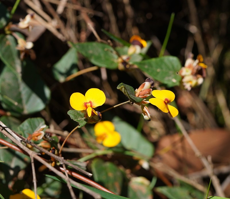 Platylobium montanum photo 2