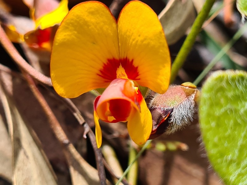 Platylobium montanum photo 3