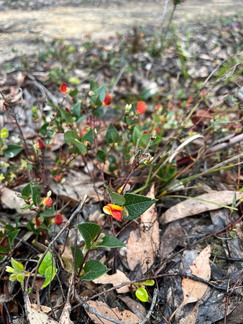 Platylobium montanum photo 5