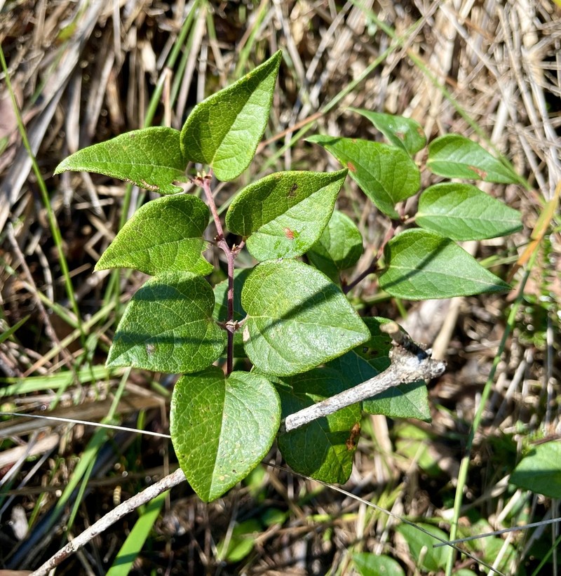 Platylobium montanum photo 6