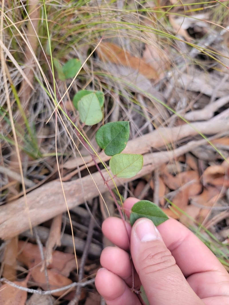 Platylobium montanum photo 7