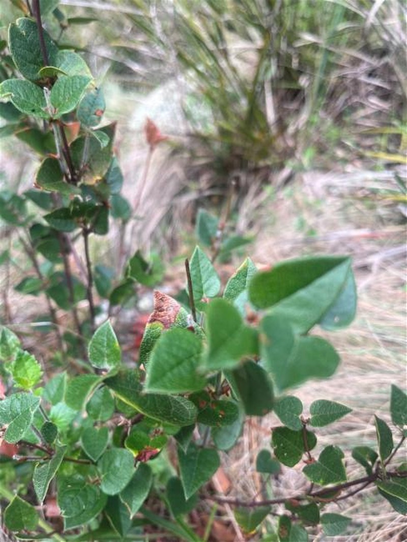 Platylobium montanum subsp. montanum