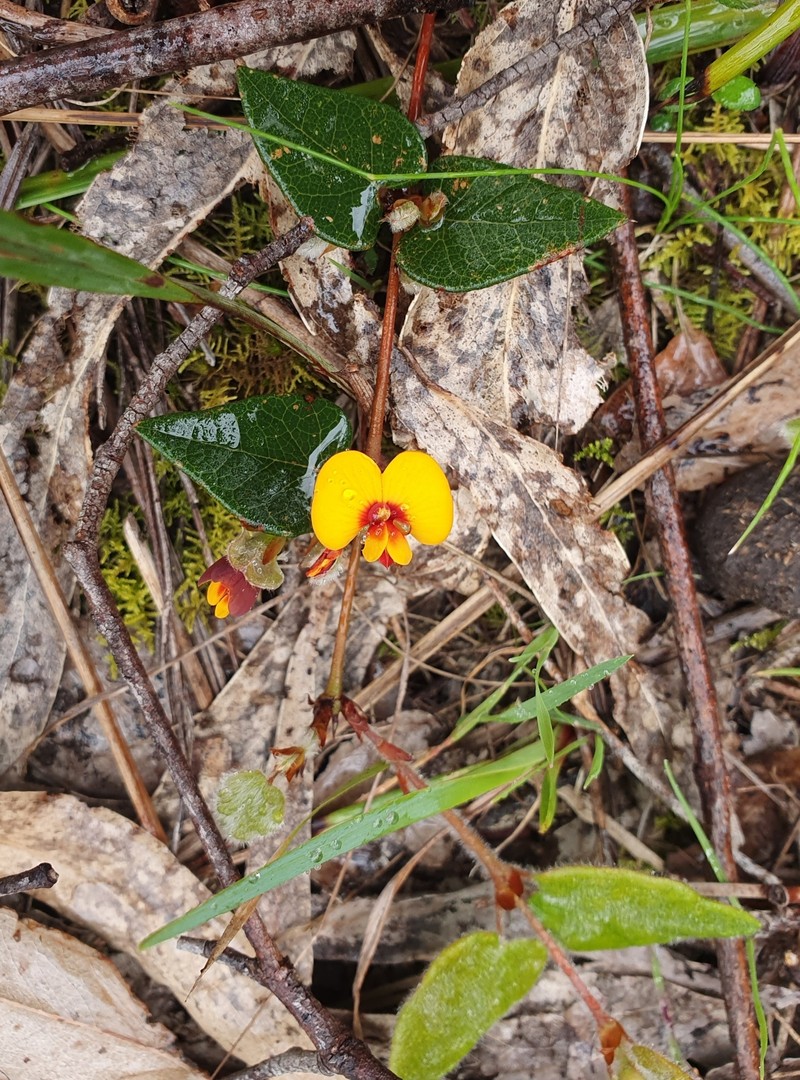 Platylobium montanum subsp. prostratum
