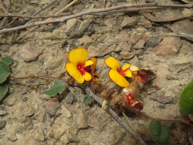 Platylobium montanum subsp. prostratum photo 2