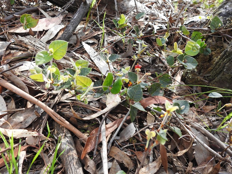 Platylobium montanum subsp. prostratum photo 3