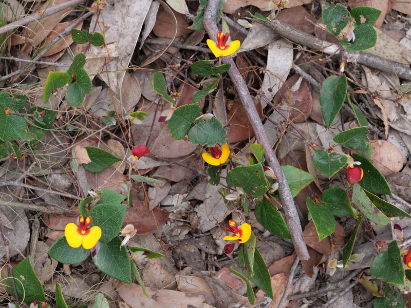 Platylobium montanum subsp. prostratum photo 4