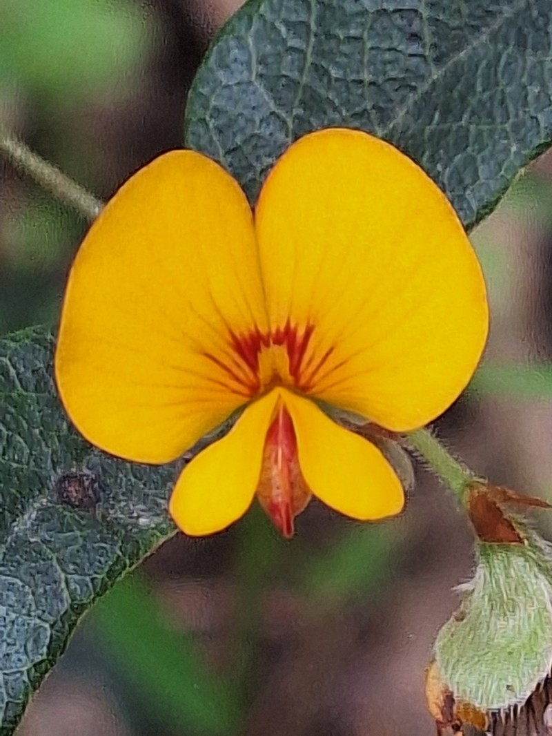 Platylobium reflexum