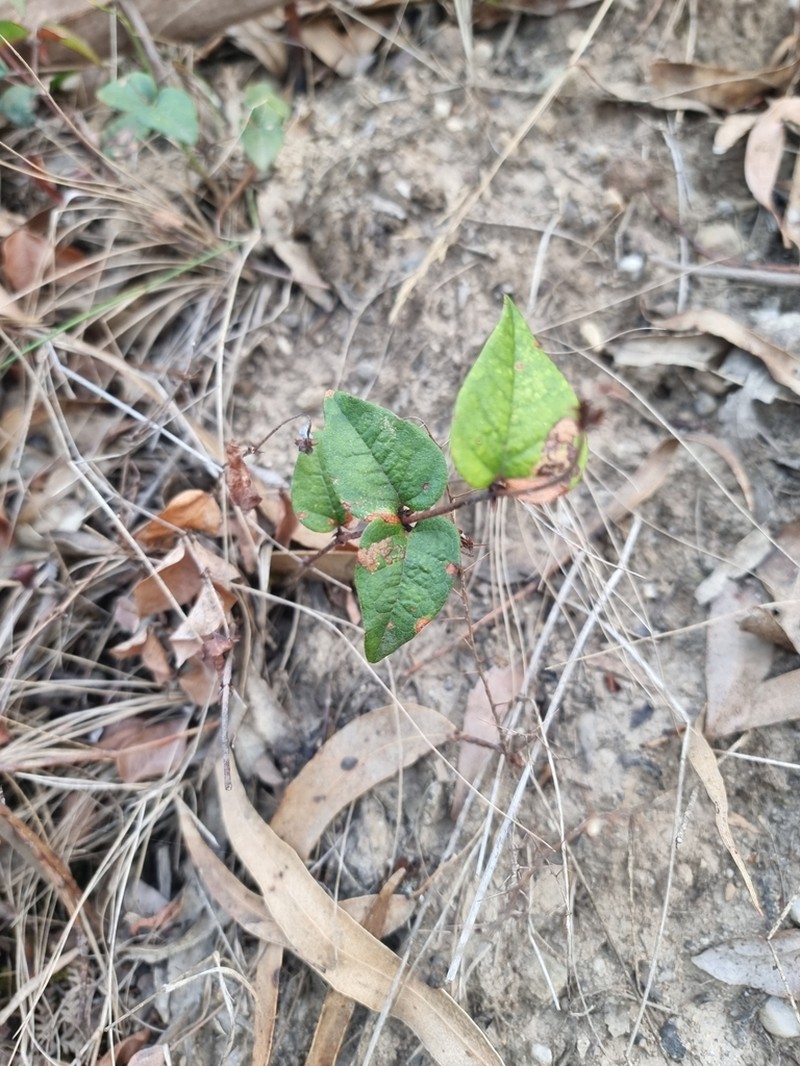 Platylobium reflexum photo 2