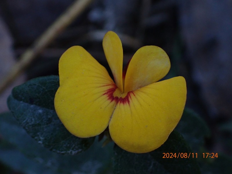 Platylobium reflexum photo 3