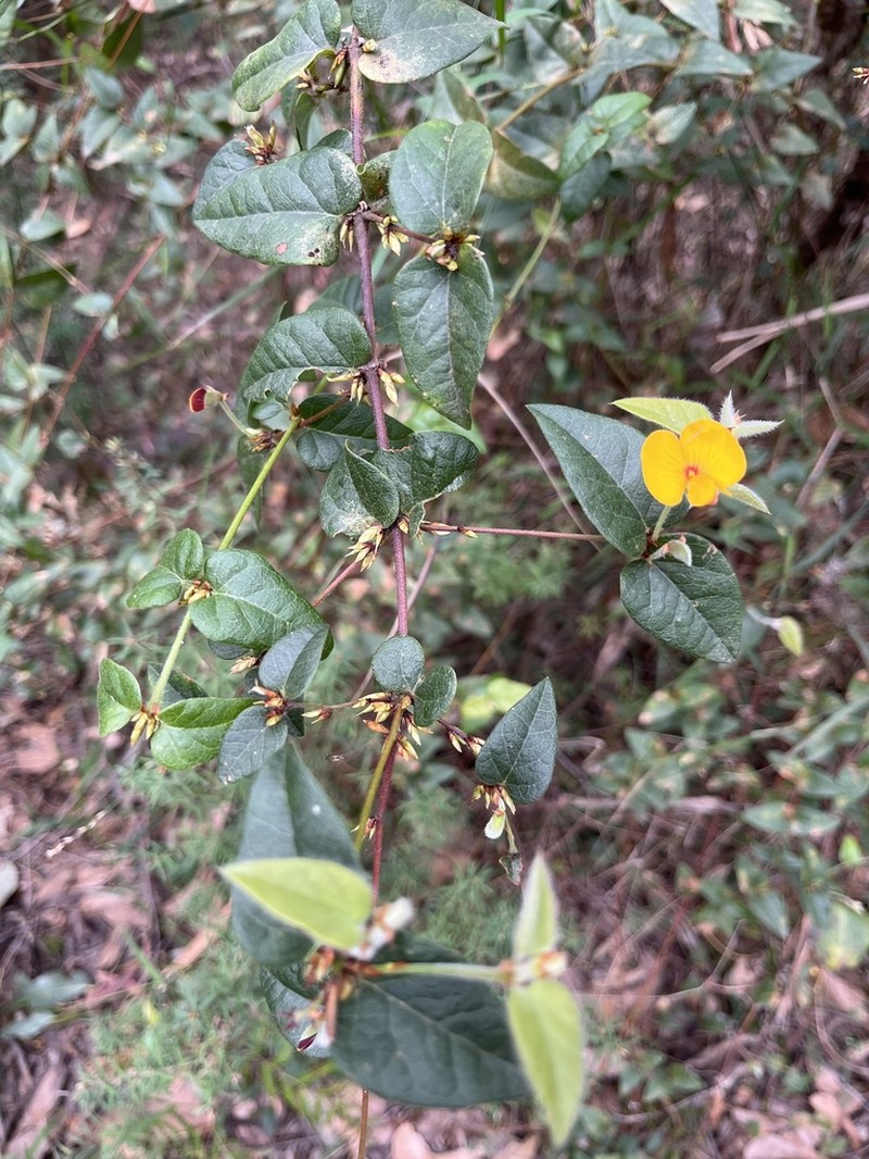 Platylobium reflexum photo 4