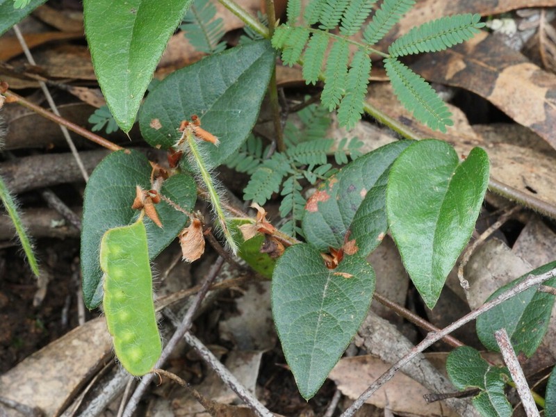 Platylobium reflexum photo 5