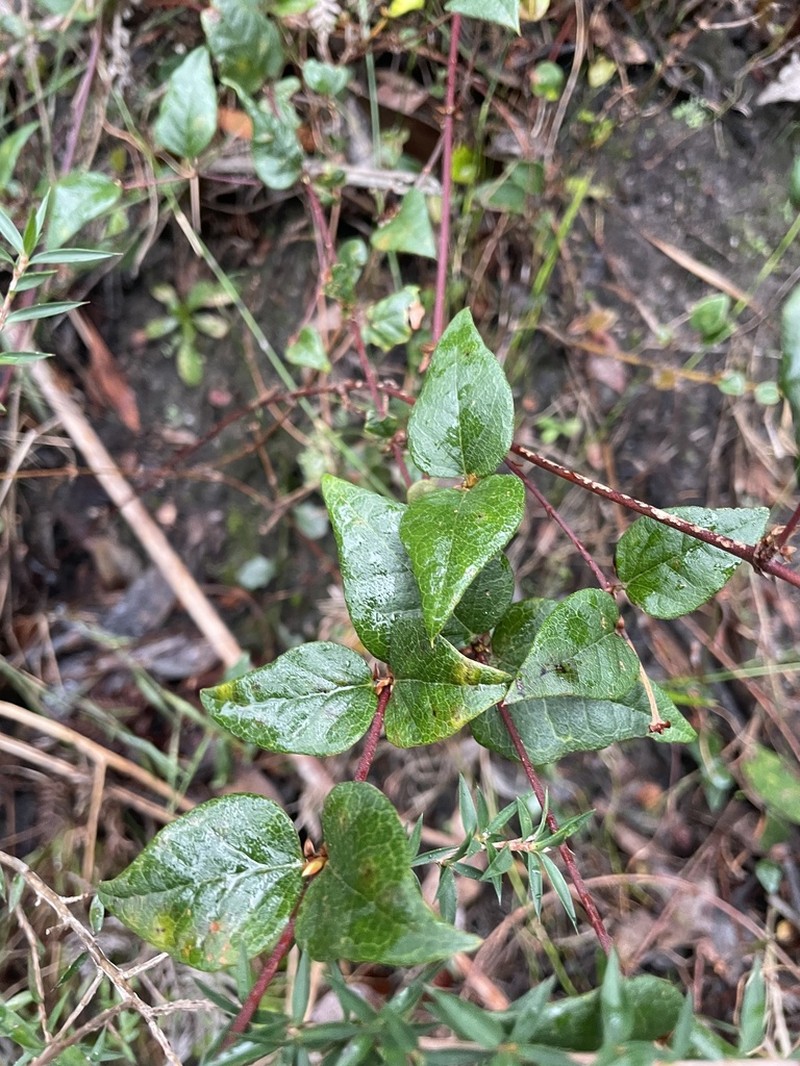 Platylobium reflexum photo 6