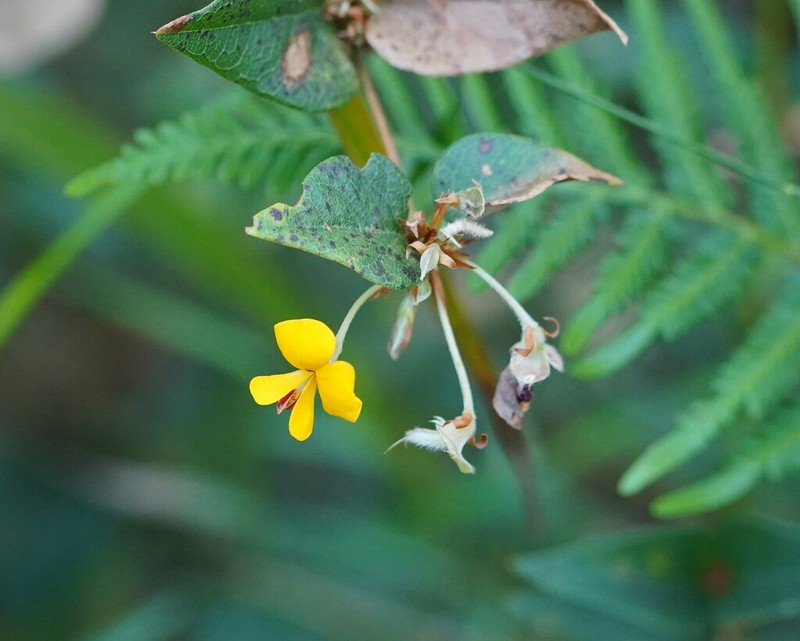 Platylobium reflexum photo 8