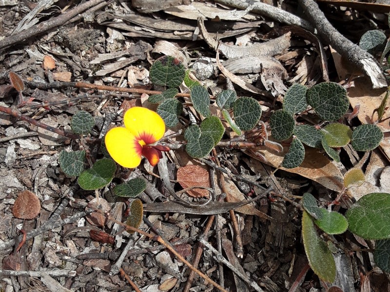 Platylobium rotundum