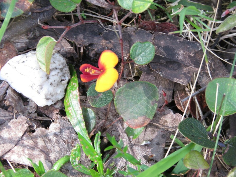Platylobium rotundum photo 2