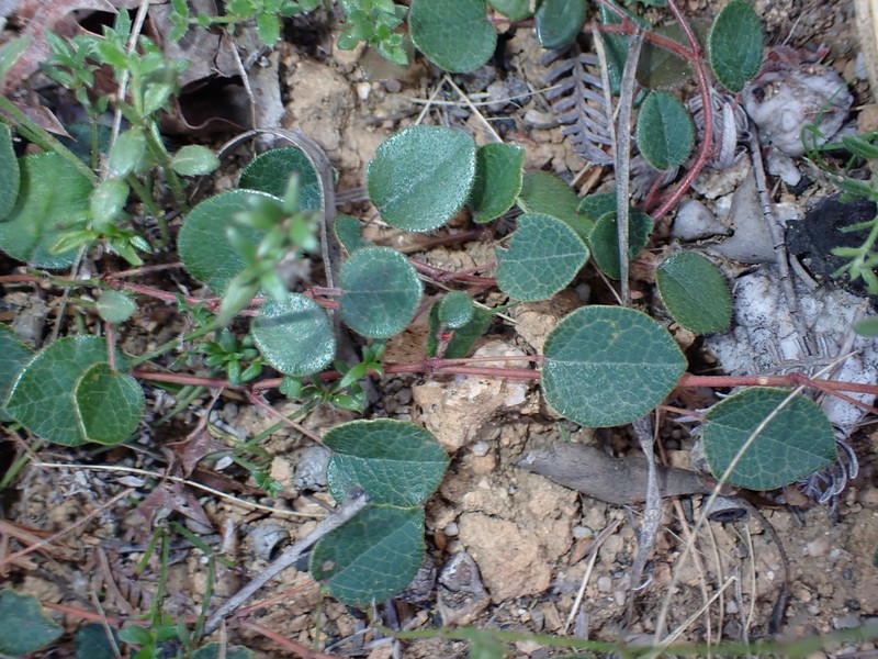 Platylobium rotundum photo 3