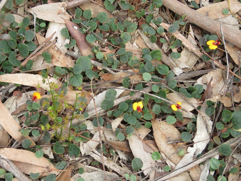Platylobium rotundum photo 4