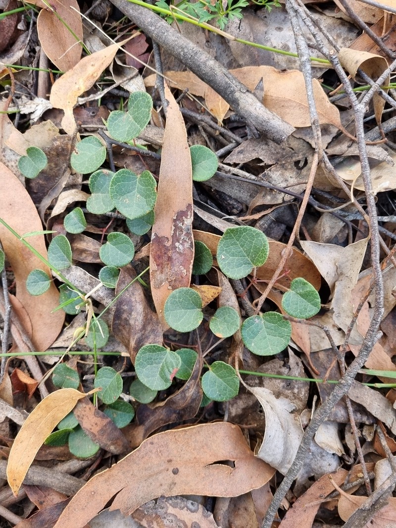 Platylobium rotundum photo 5